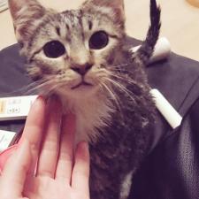 ラパーマ