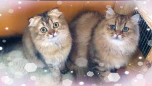 セレブキャット