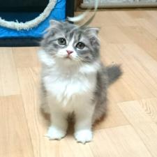 スコティッシュフォールド