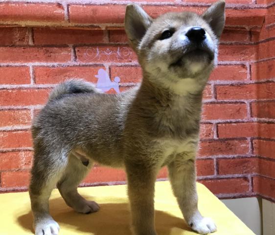 柴犬♡今なら柴フェアで半額！34,000円♡人気の柴犬♡