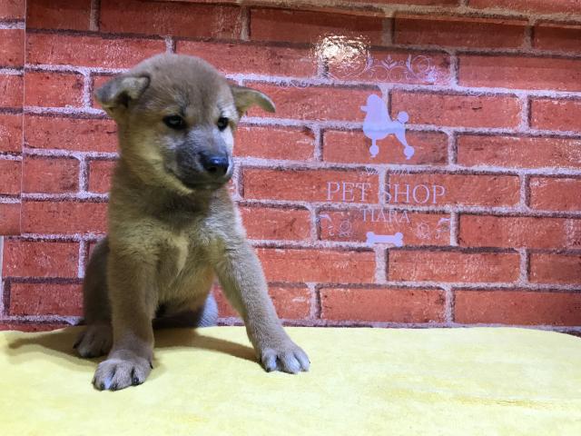 柴犬♡柴フェア今なら半額64,000円！ショータイプの柴犬♡精悍な男の子♡