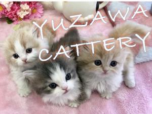 ⭐湯澤さき江キャッテリー⭐