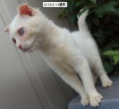 スコティッシュフォールド