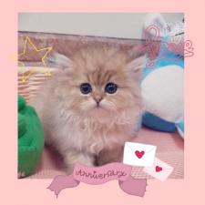 ペルシャ・ヒマラヤン