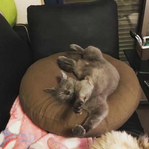 盆踊りしながら寝る猫