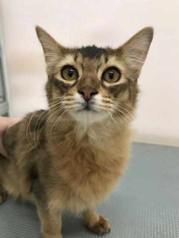 ソマリ 子犬や子猫たちのペット販売情報が満載 ペットステーション