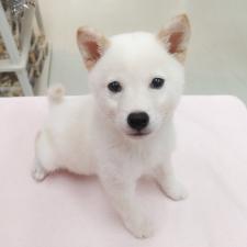 柴犬 ☆希少な白豆柴!!☆