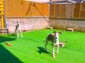 K.SNOW QUEEN KENNEL