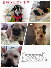 💖Dog Salon Buddy💖【バディー】