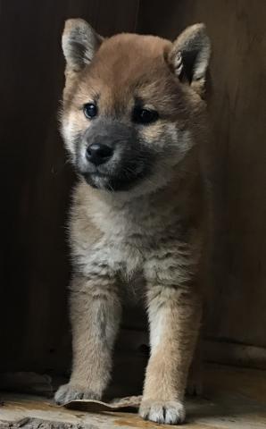 柴犬⭐️業販歓迎⭐️⭐️⭐️素晴らしいショー用の最高な柴犬⭐️⭐️⭐️