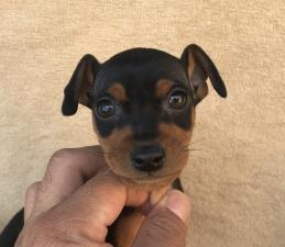 ミニチュアピンシャー❤️優秀な血統の父犬チャンピオン犬❤️