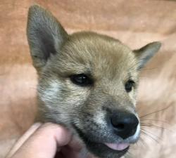 柴犬❤️今週の特価‼️なんと11万円‼️チャンスです❤️
