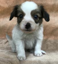 パピヨン❤️わんにゃんフェア価格14万円❤️