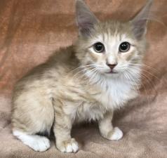 ノルウェージャンフォレストキャット❤️今週の特価160,000円‼️チャンスです❤️