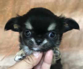 チワワ(ロングコート)⭐️業販歓迎⭐️❤️わんにゃんフェア価格23万円❤️