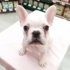 フレンチブルドッグ ★クリームカラー♪★