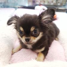 チワワ(ロングコート) ☆生後100日でわずか850g!!☆