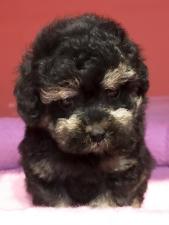 トイプードル⭐️タイニーサイズ確定⭐️わんにゃんフェア価格180,000円‼️❤️
