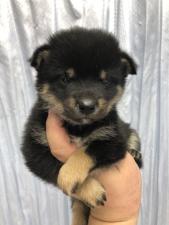 柴犬