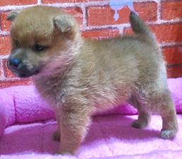 ⭐️極上の豆柴くん⭐️今週の特価‼️なんと39万円‼️チャンスです‼️