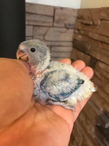 小桜インコ雛 - 子犬や子猫たちのペット販売情報が満載「ペット