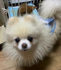 bliss犬舎