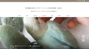 東京コザクラインコ
