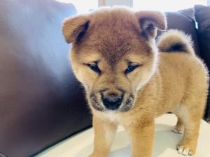 柴犬