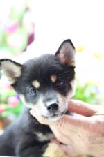 柴犬極上☆スーパープレミアム☆極小黒豆柴☆女の子