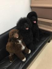 ドッグサロンマウ