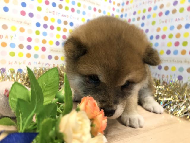 柴犬 ペットショップいぶき ラビータ店