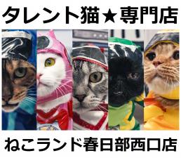 ⭐タレント猫専門店⭐ねこランド春日部西口店