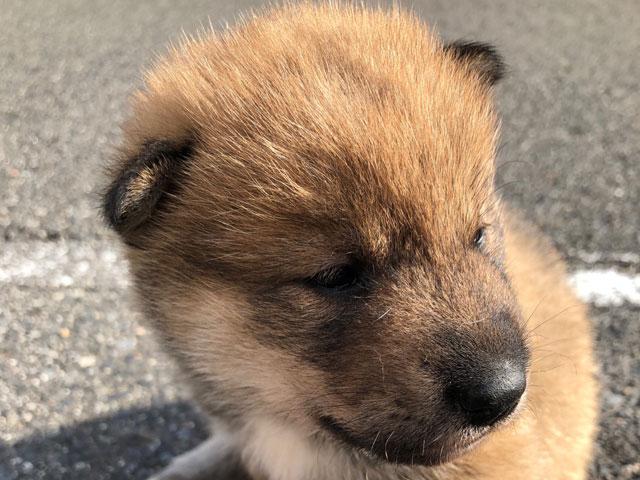 四国犬 子犬や子猫たちのペット販売情報が満載 ペットステーション