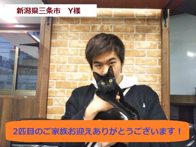 ボンベイ【日本国内に殆どいない超希少種・黒猫】 - 子犬や子猫たちのペット販売情報が満載「ペットステーション」