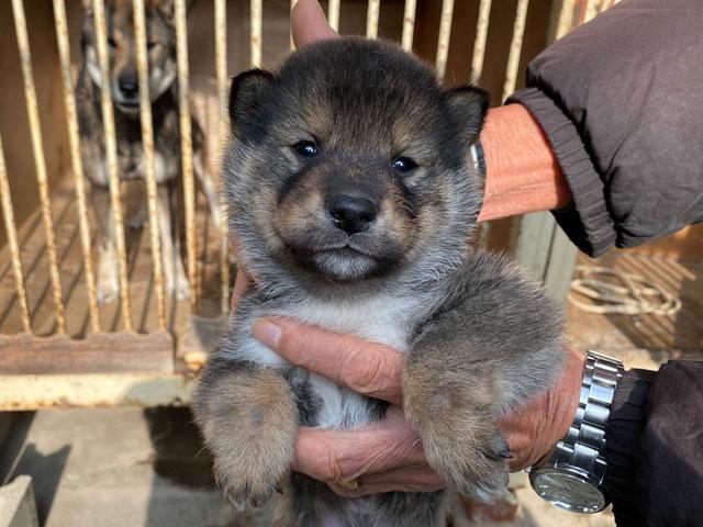 四国犬 子犬や子猫たちのペット販売情報が満載 ペットステーション 四国犬 子犬や子猫たちのペット販売情報が満載 ペットステーション