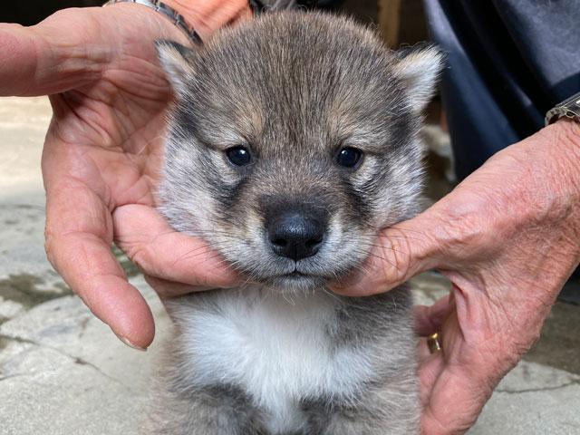 四国犬 マイケル子犬直販