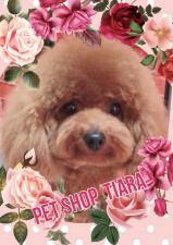 💕ペットショップ ティアラ💕