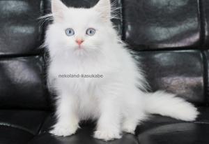 ペルシャ・ヒマラヤン【日本国内に殆どいない超希少の白ペルシャ猫】