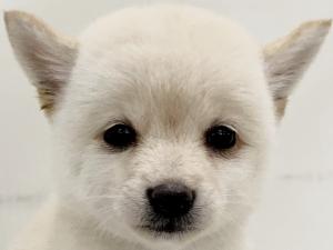 柴犬