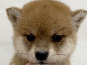 柴犬