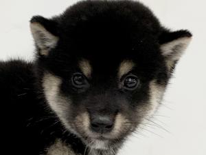 柴犬