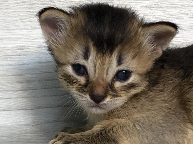 ソマリ