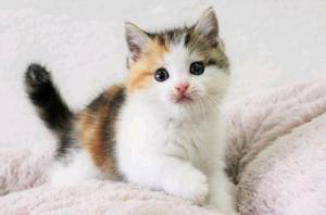 スコティッシュフォールド【殆ど流通しない!綺麗な三毛猫柄・立ち耳】
