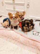 チワワ専門犬舎 Little.Devil.Chihuahua