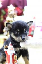 柴犬☆極上☆スーパープレミアム☆極小黒豆柴☆女の子