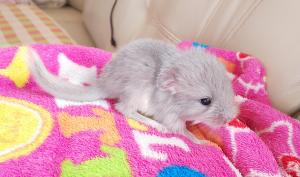 小動物 うべまりん