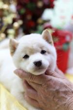 柴犬極上☆スーパープレミアム☆極小白豆柴☆女の子