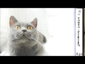 ブリティッシュショートヘア