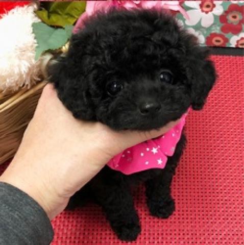 トイプードルティーカッププードル 子犬や子猫たちのペット販売情報が満載 ペットステーション