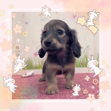 ミニチュアダックスフンド